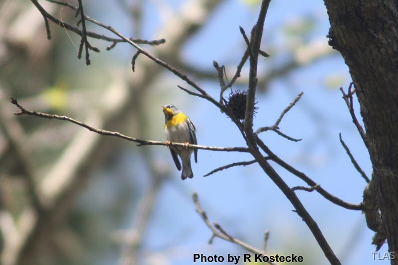 Northern Parula 10